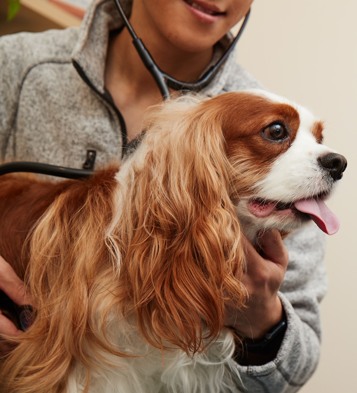 Fun Facts About the Dog Sense of Smell | Bond Vet